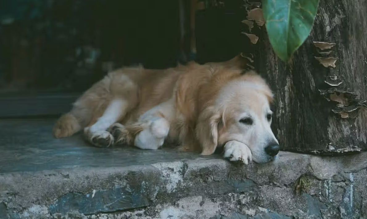 Is Your Dog or Cat Getting Old? These Simple Gestures Could Help Them Live Longer and Happier Lives